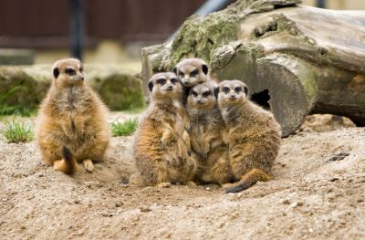 vignette LES ANIMALS  groupe féminin poèticorigolo    